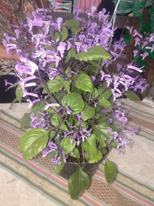 Tanaman bunga warna ungu