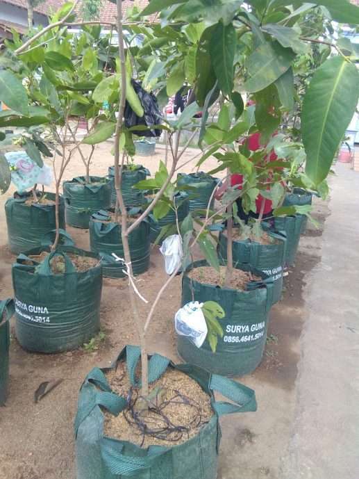 Jual tanaman buah Jambu gelas cina