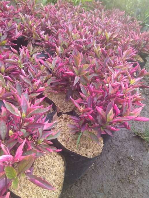 Tanaman Kuncir merah