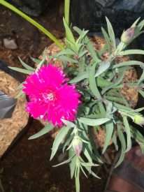 Tanaman hias bunga anyelir