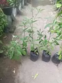 Bibit tanaman Srigunggu