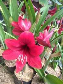 Tanaman hias bunga amalilis