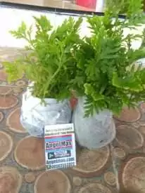 Read more about the article Tanaman daun  Cakar ayam