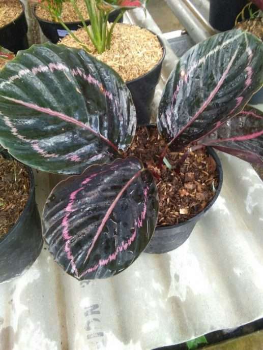 Jual tanaman kalathea