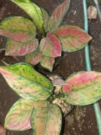 Jual tanaman aglaonema heng heng