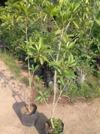 tanaman buah sawo belanda / canistel alkesa