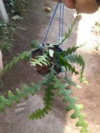 tanaman hias bunga keris