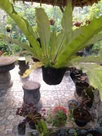 jual tanaman simbar paku