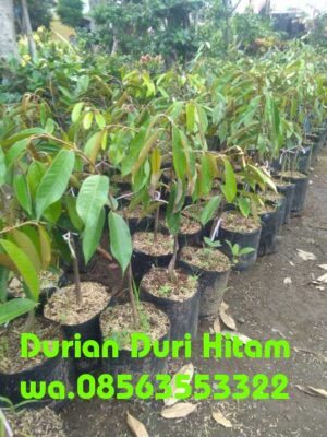 Jual tanaman buah durian duri hitam