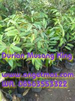 Read more about the article Tanaman buah durian musang king