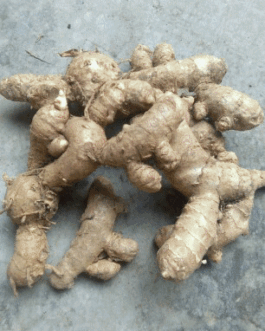 jual kunir putih kering