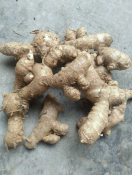 jual kunir putih kering