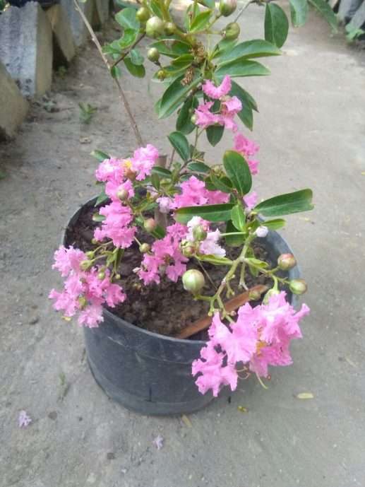Tanaman bunga sakura