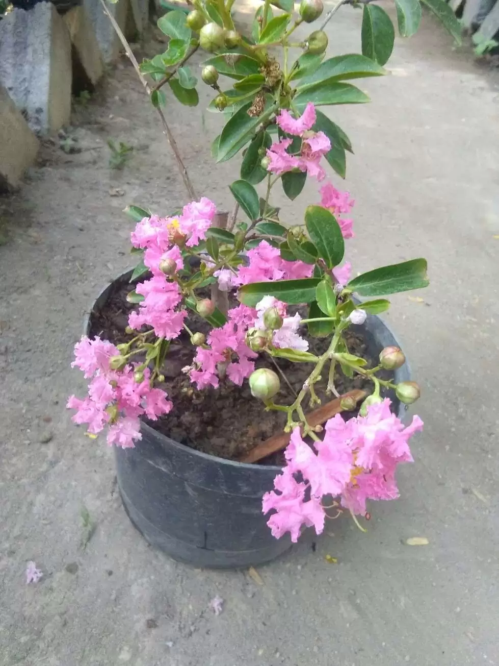 Tanaman bunga sakura