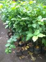 Read more about the article Tanaman kacang amazon