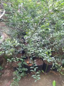 Jual bibit tanaman buah jeruk brazil