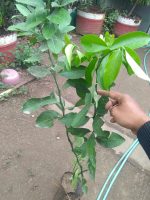 Jual tanaman buah jeruk pecel super