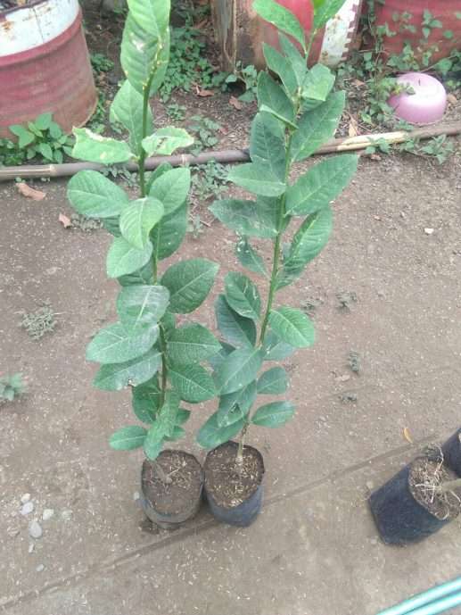 Jual tanaman jeruk lemon kuning