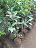 Tanaman buah sawo jumbo bangkok