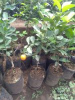 tanaman buah jerk kolomonde