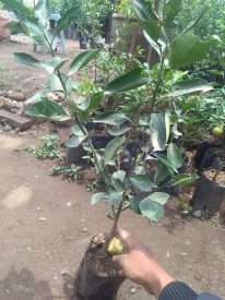 Jual bibit buah jeruk santang