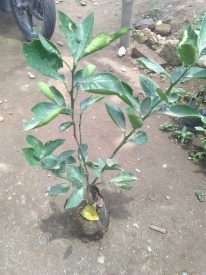 Jual tanaman buah jeruk santang