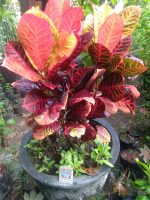 puring worten beauti