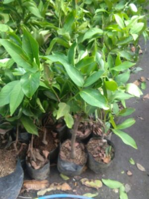 bibit buah jambu citra jumbo