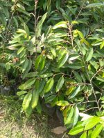 Jual bibit buah duriam d24