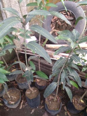 Jual tanaman buah mannga kiojay