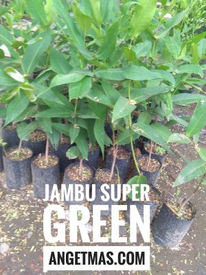 Jual tanaman buah jambu super green