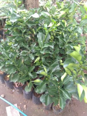 Jual tanaman buah jeruk pamelo