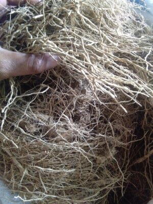 Akar wangi