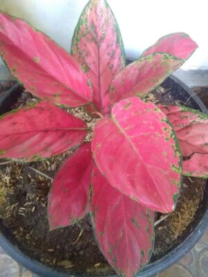 bibit tanaman bunga aglonema red venus