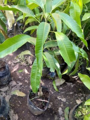 Jual bibit tanaman buah Mangga yuwen