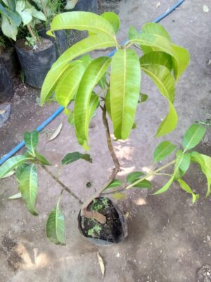 Jual tanaman buah Mangga golek India
