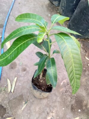 Jual bibit tanaman buah Mangga okyong