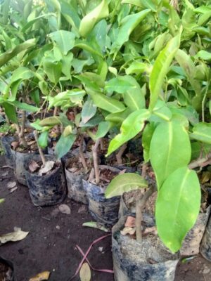 Bibit tanaman buah Jambu dahari