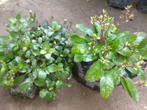 Jual tanaman daun Gempur Batu