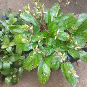 jual bibit tanaman daun gempur batu