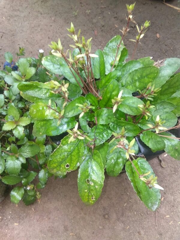 jual bibit tanaman daun gempur batu