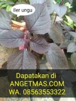 BiBit tananan daun Iler ungu 