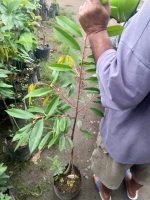 tanaman buah durian musang king kaki 2