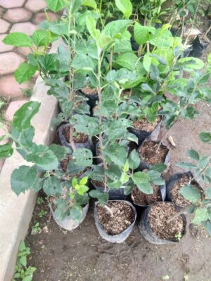 Jual bibit tanaman buah apel batu