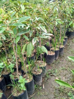 Jual bibit buah durian kani