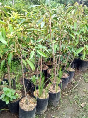 Jual bibit tanaman buah durian kani