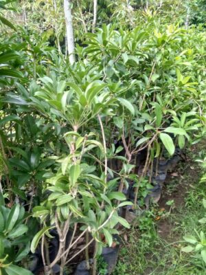 Jual bibit tanaman buah sawo bali, sudah berbuah