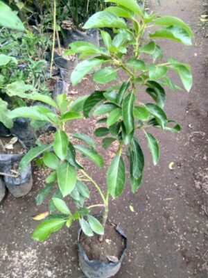 Bibit tanaman buah Alpukat Florida