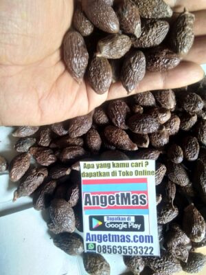 Jual bunga tempayang