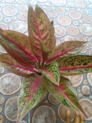 Jual tanaman bunga aglaonema lagecy